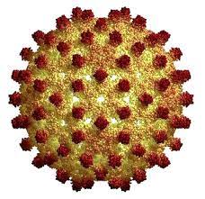 Вирусные гепатиты.